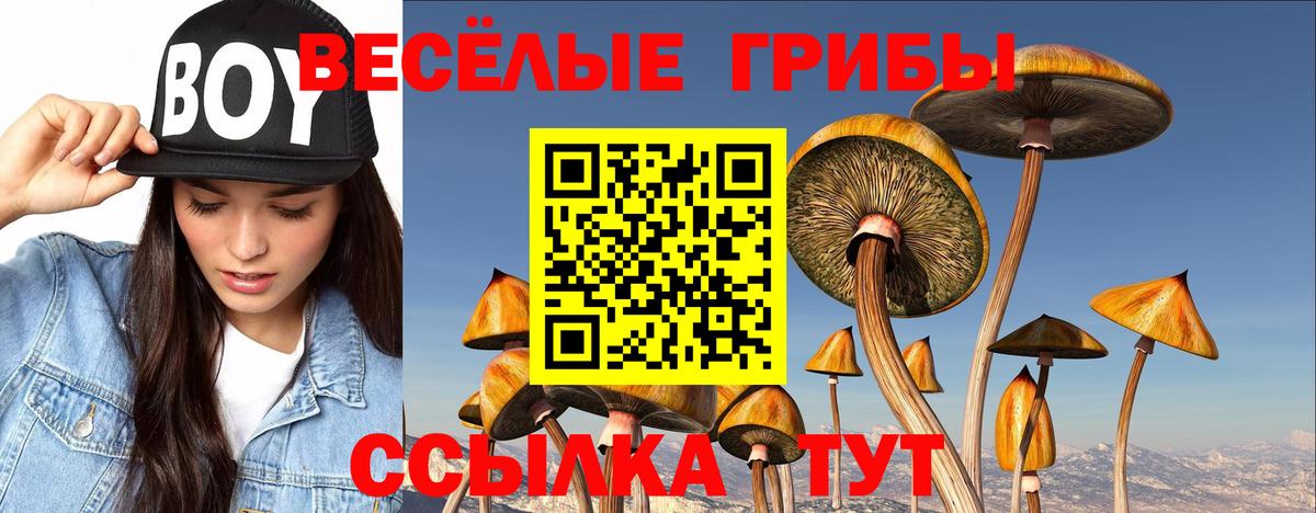 Галлюциногенные грибы Psilocybe Балашов